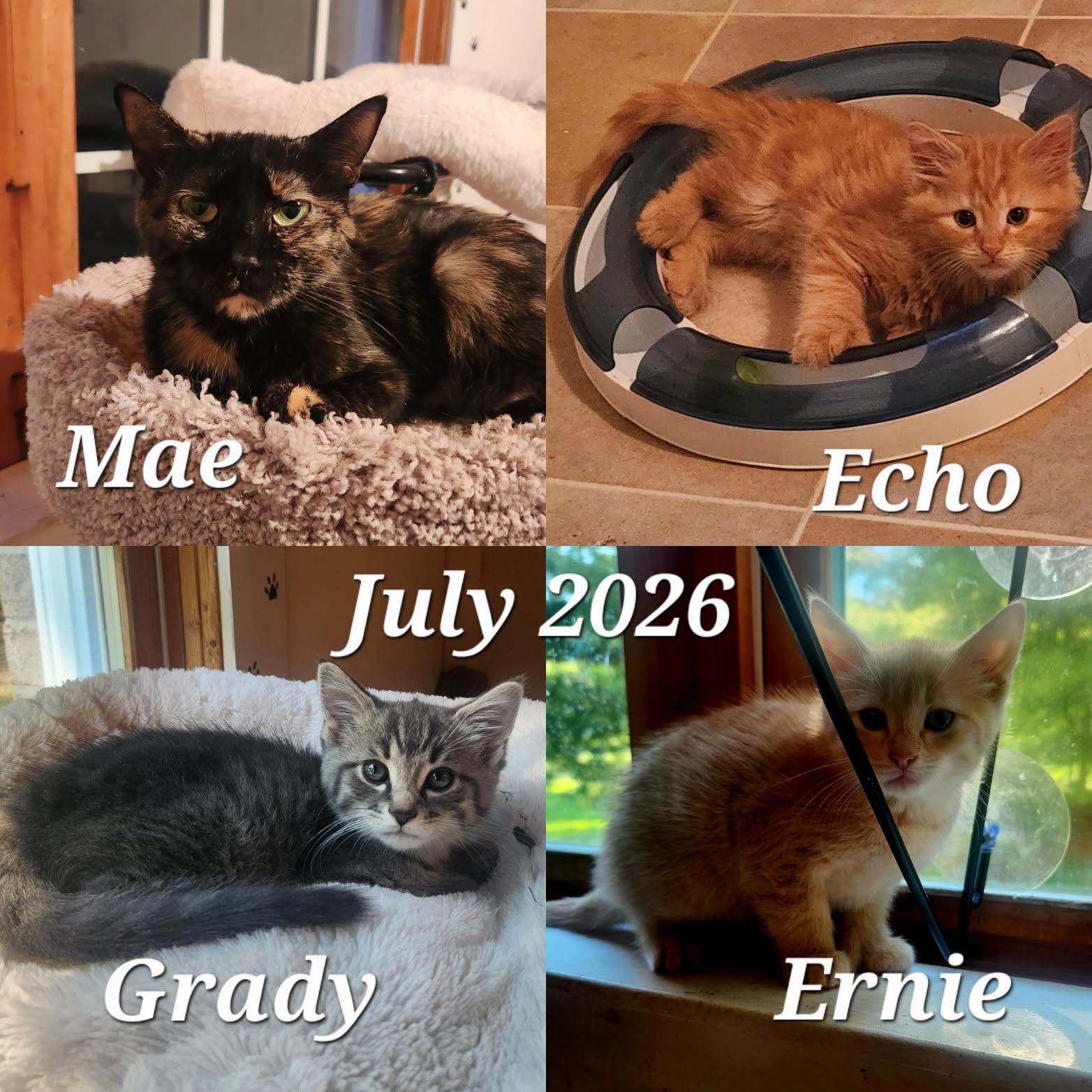 Enlarge Mae, a Adoptable mixed breed in Cuyahoga Falls, OH image 2/2