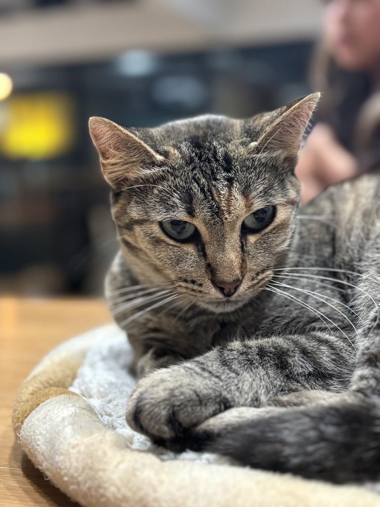 Jessica, Adoptable, Young Female Domestic Short Hair & Tabby.