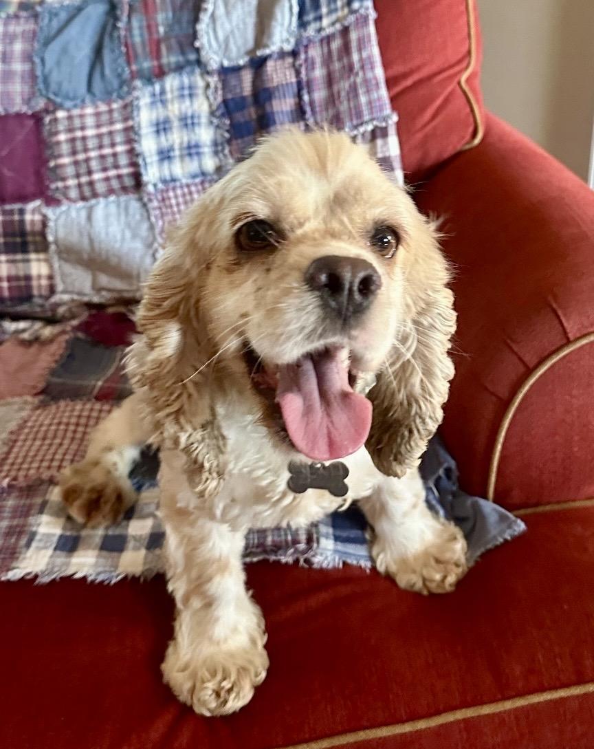 Enlarge Daffodil, an adopted Cocker Spaniel in Cape Coral, FL image 2/3