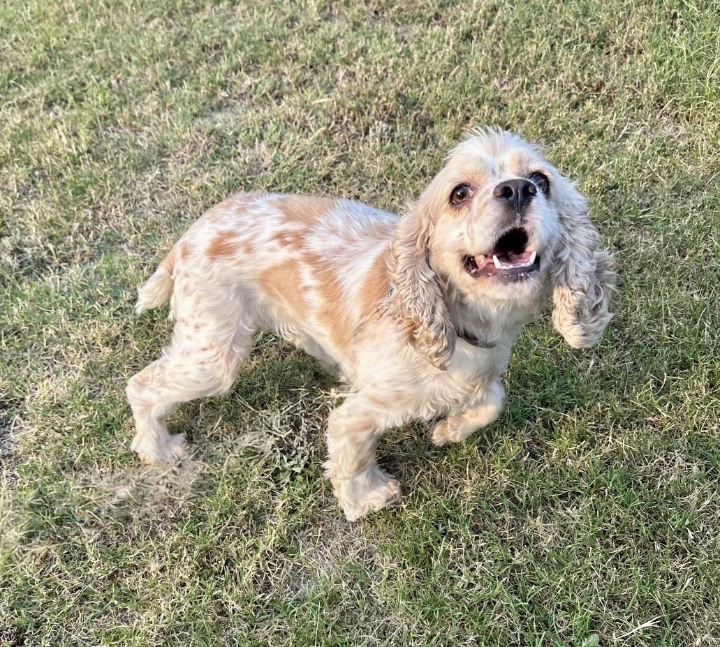 Enlarge Daffodil, an adopted Cocker Spaniel in Cape Coral, FL image 3/3