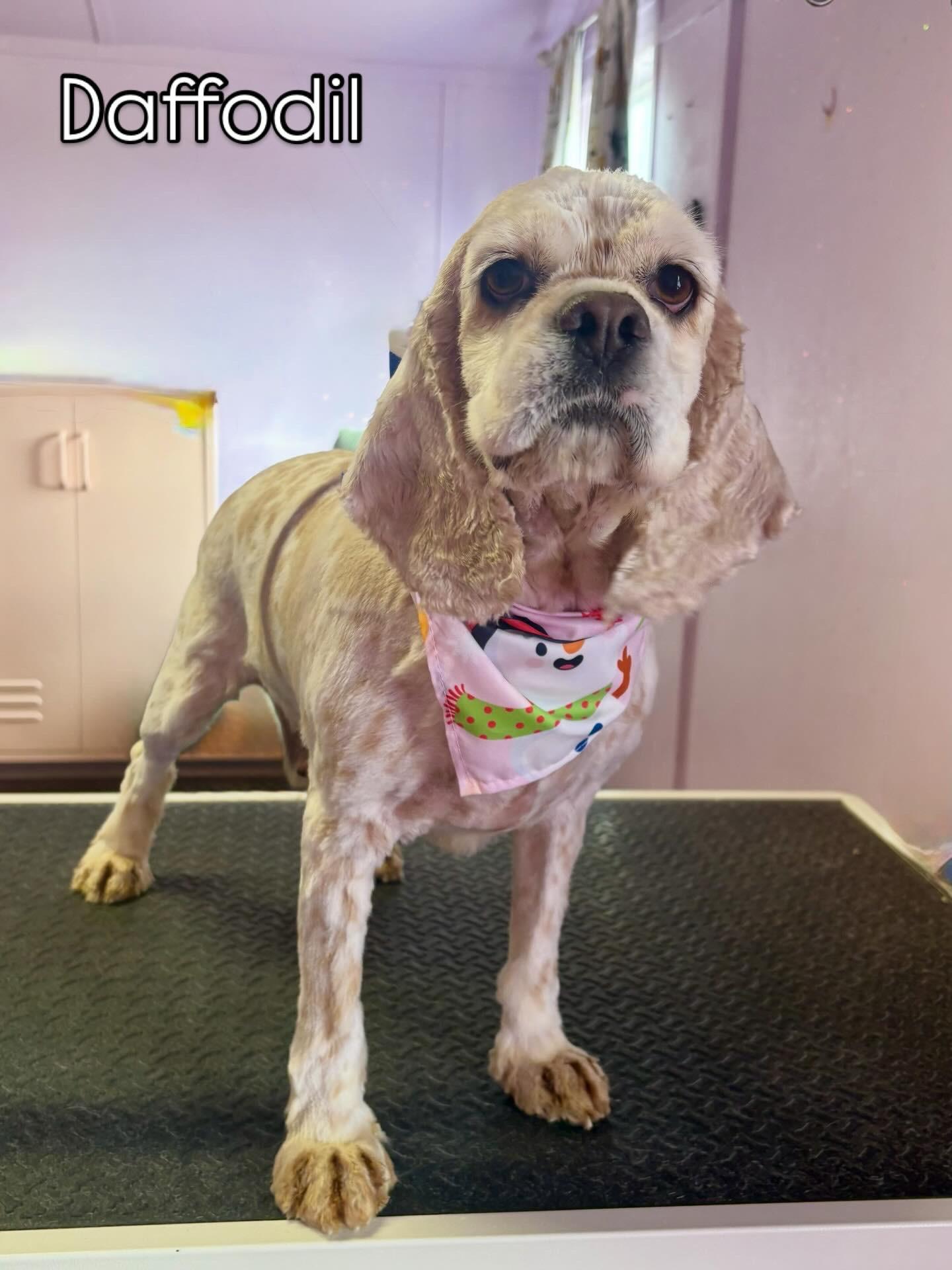 Enlarge Daffodil, an adopted Cocker Spaniel in Cape Coral, FL image 1/3