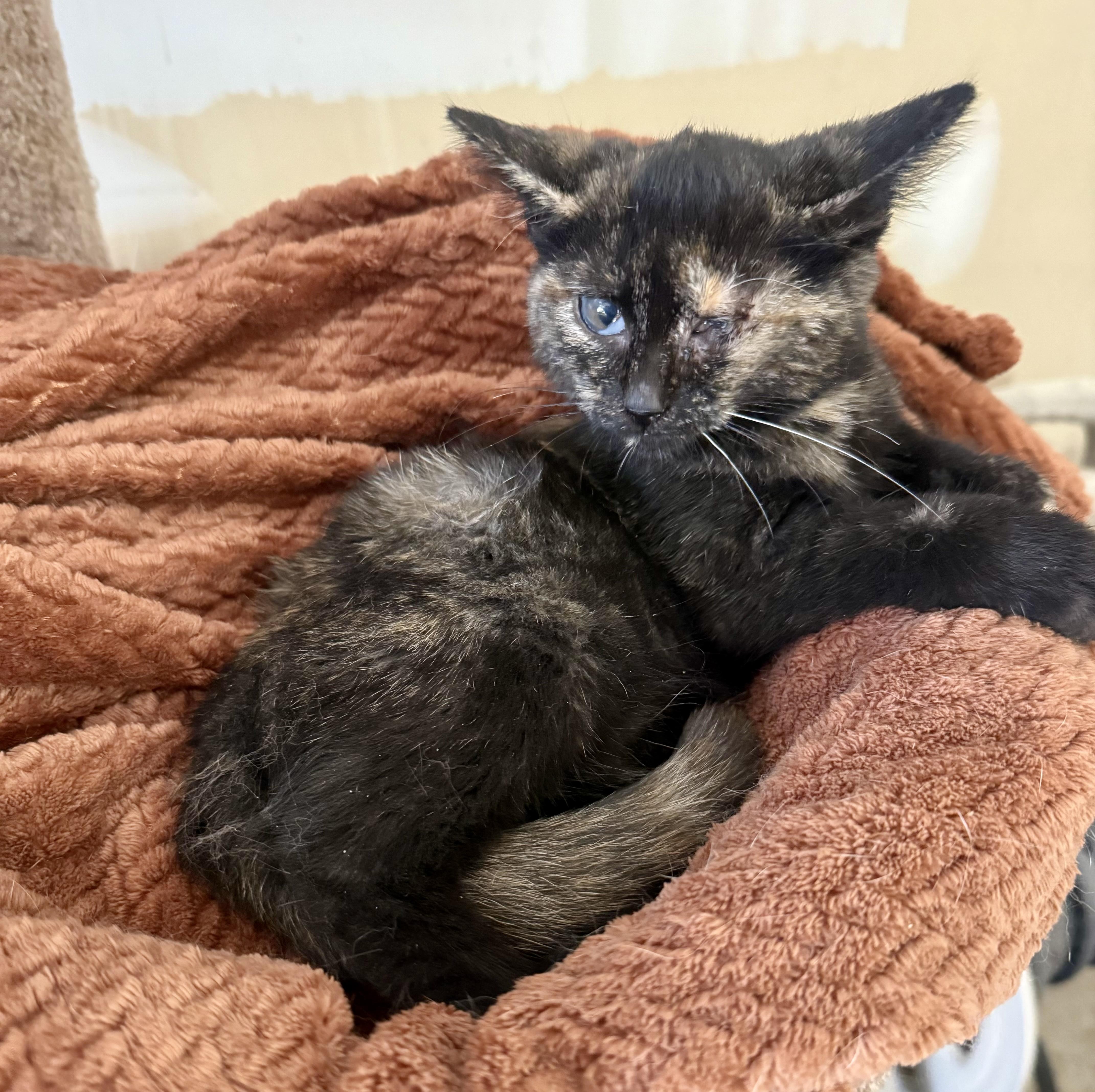 Charlotte thumbnail 4