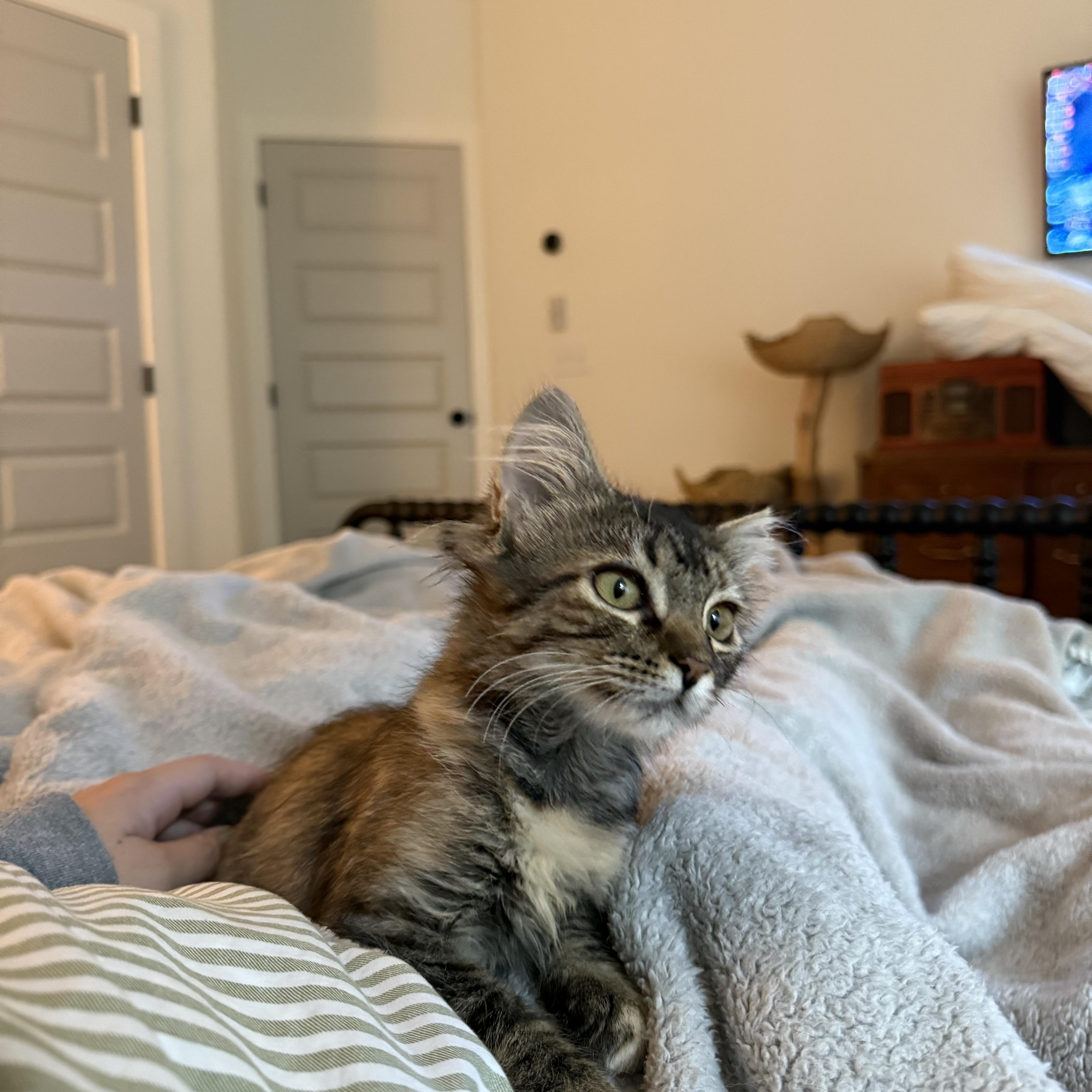 Enlarge Junie, a Adoptable Domestic Medium Hair in Avondale Estates, GA image 5/6