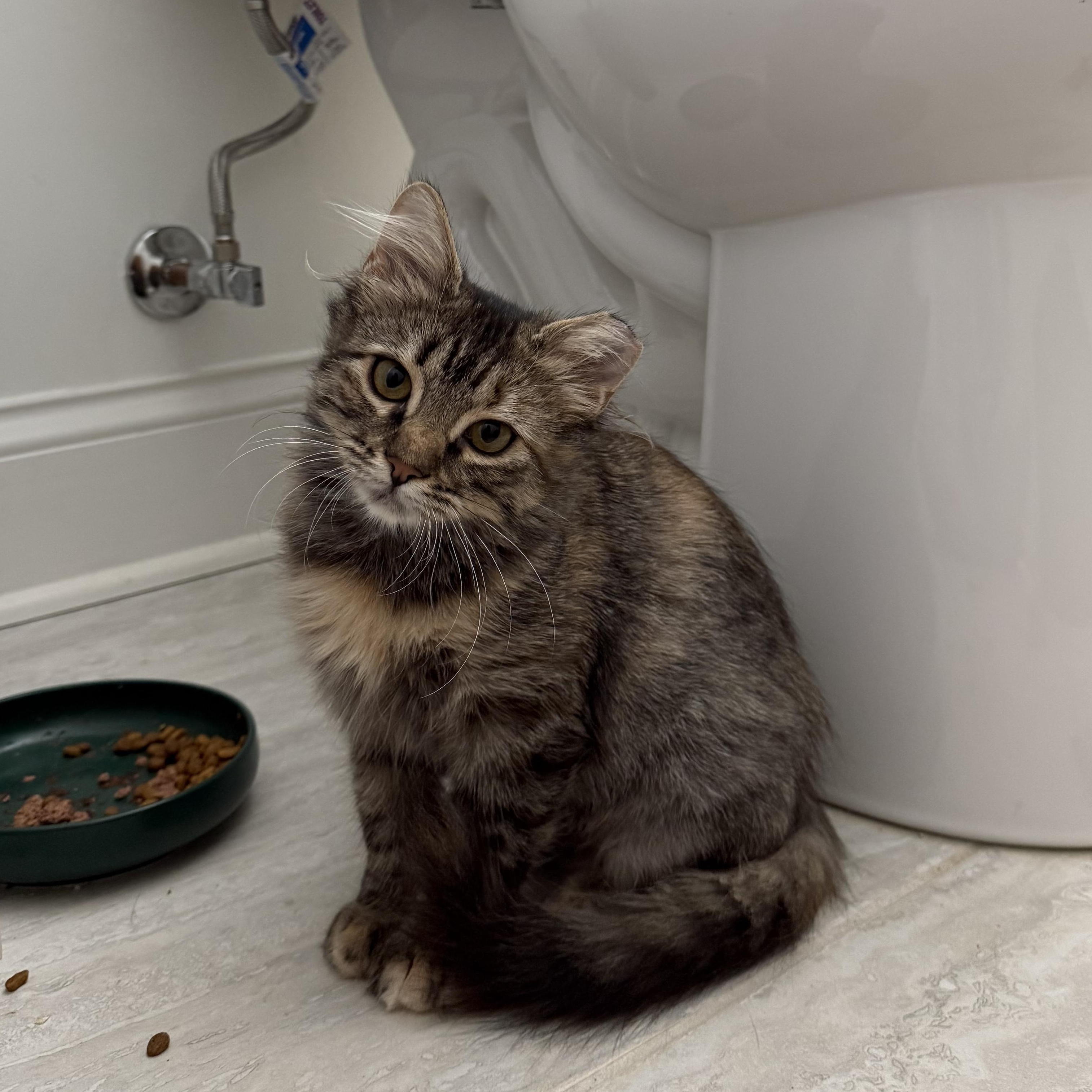 Enlarge Junie, a Adoptable Domestic Medium Hair in Avondale Estates, GA image 1/6