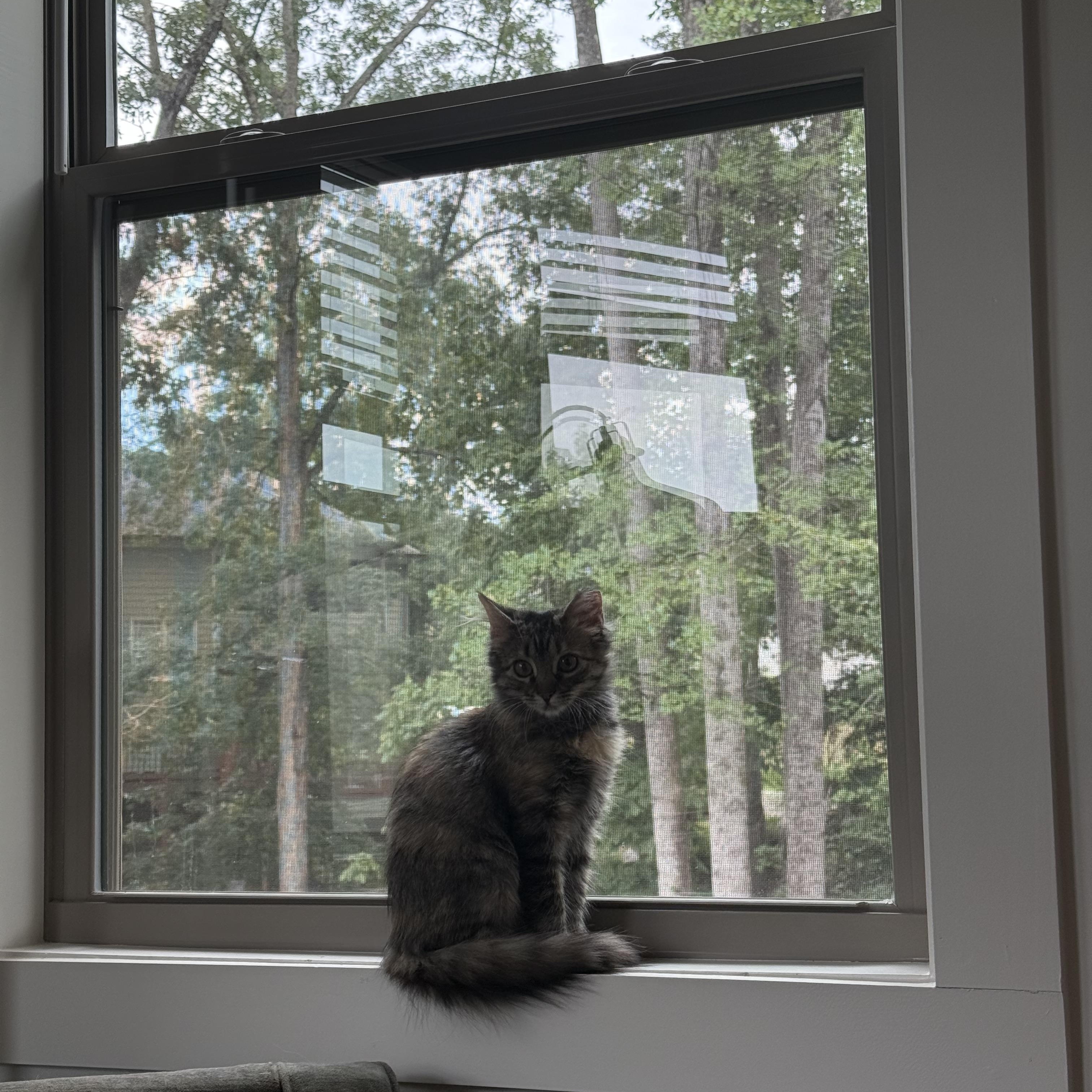 Enlarge Junie, a Adoptable Domestic Medium Hair in Avondale Estates, GA image 2/6