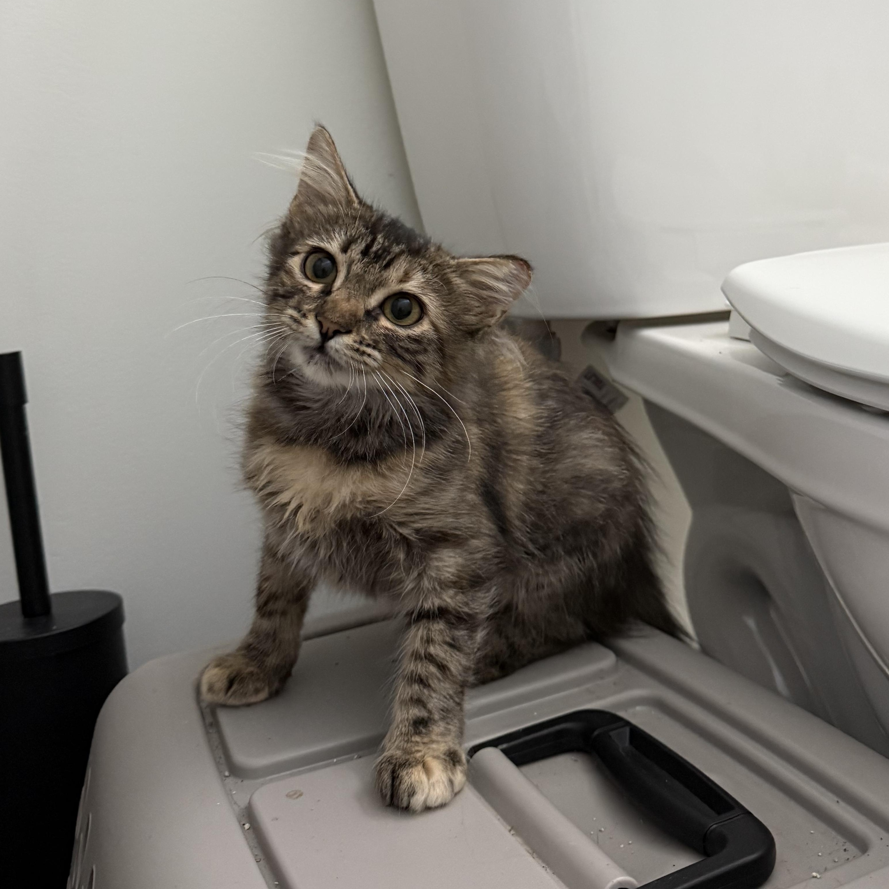 Enlarge Junie, a Adoptable Domestic Medium Hair in Avondale Estates, GA image 4/6