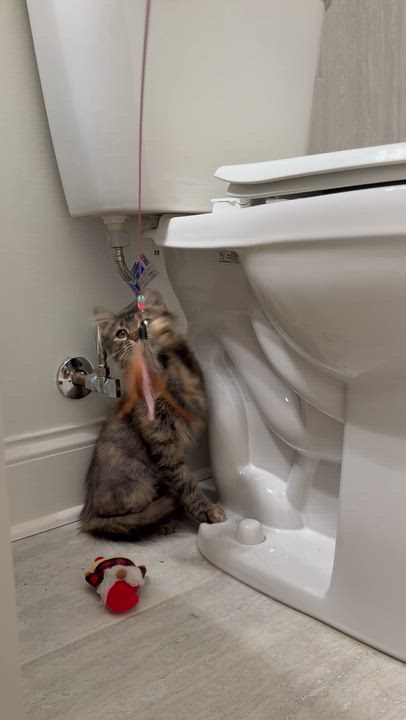 Enlarge Junie, a Adoptable Domestic Medium Hair in Avondale Estates, GA video 6/6