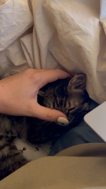 Enlarge Junie, a Adoptable Domestic Medium Hair in Avondale Estates, GA video 3/6