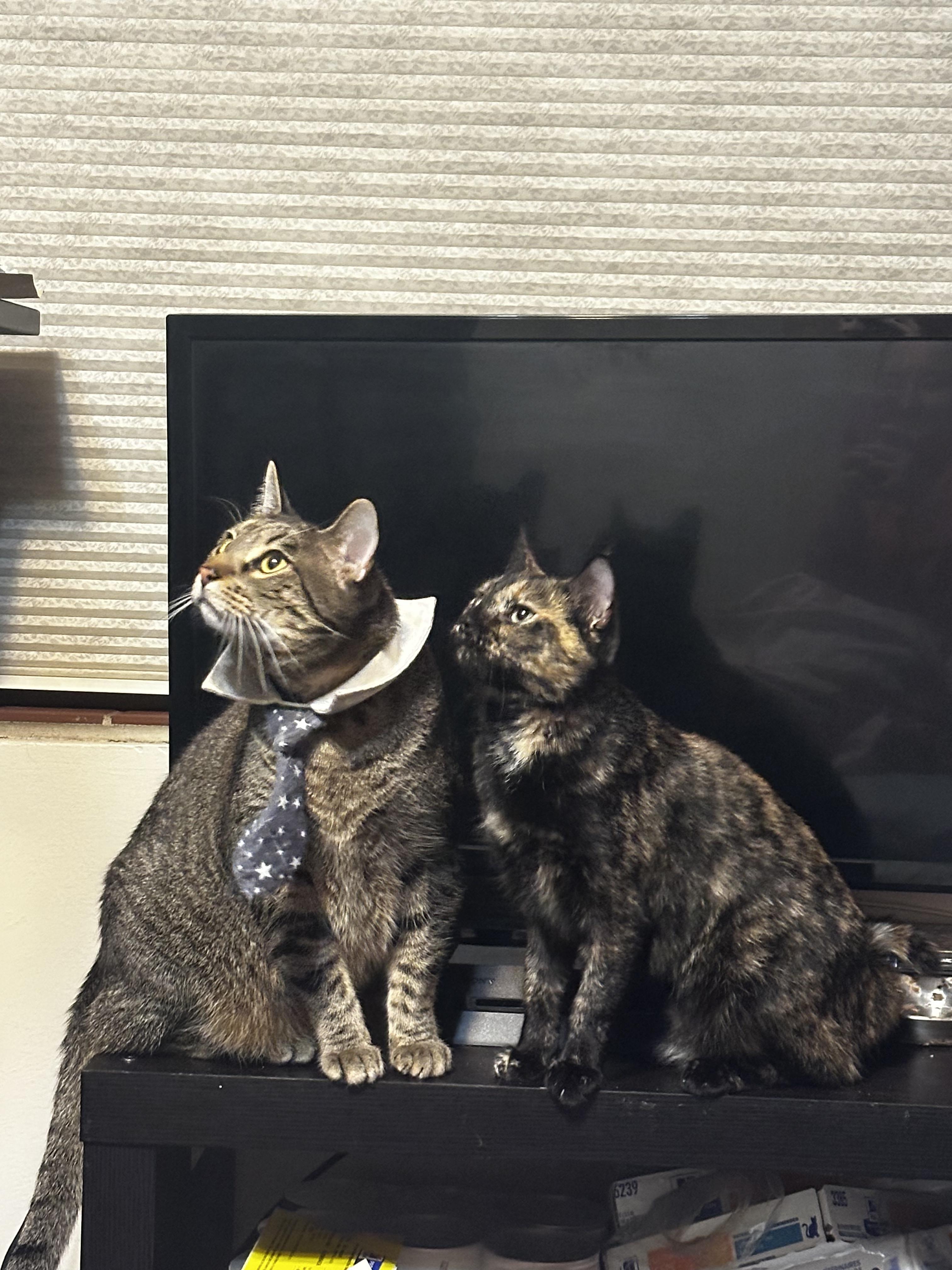 Enlarge Pippin, an adopted Tortoiseshell in West Saint Paul, MN image 5/6