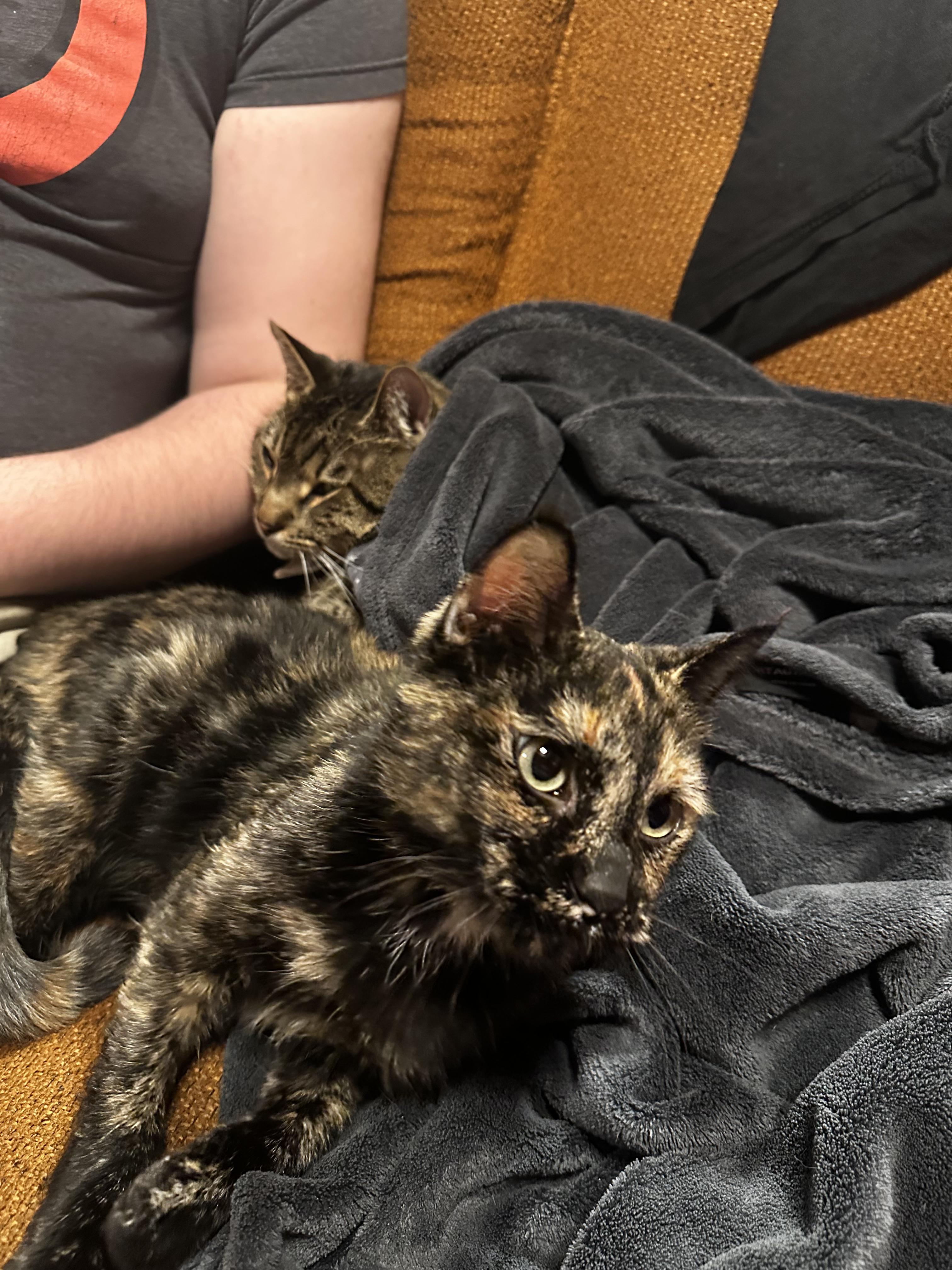 Enlarge Pippin, an adopted Tortoiseshell in West Saint Paul, MN image 6/6