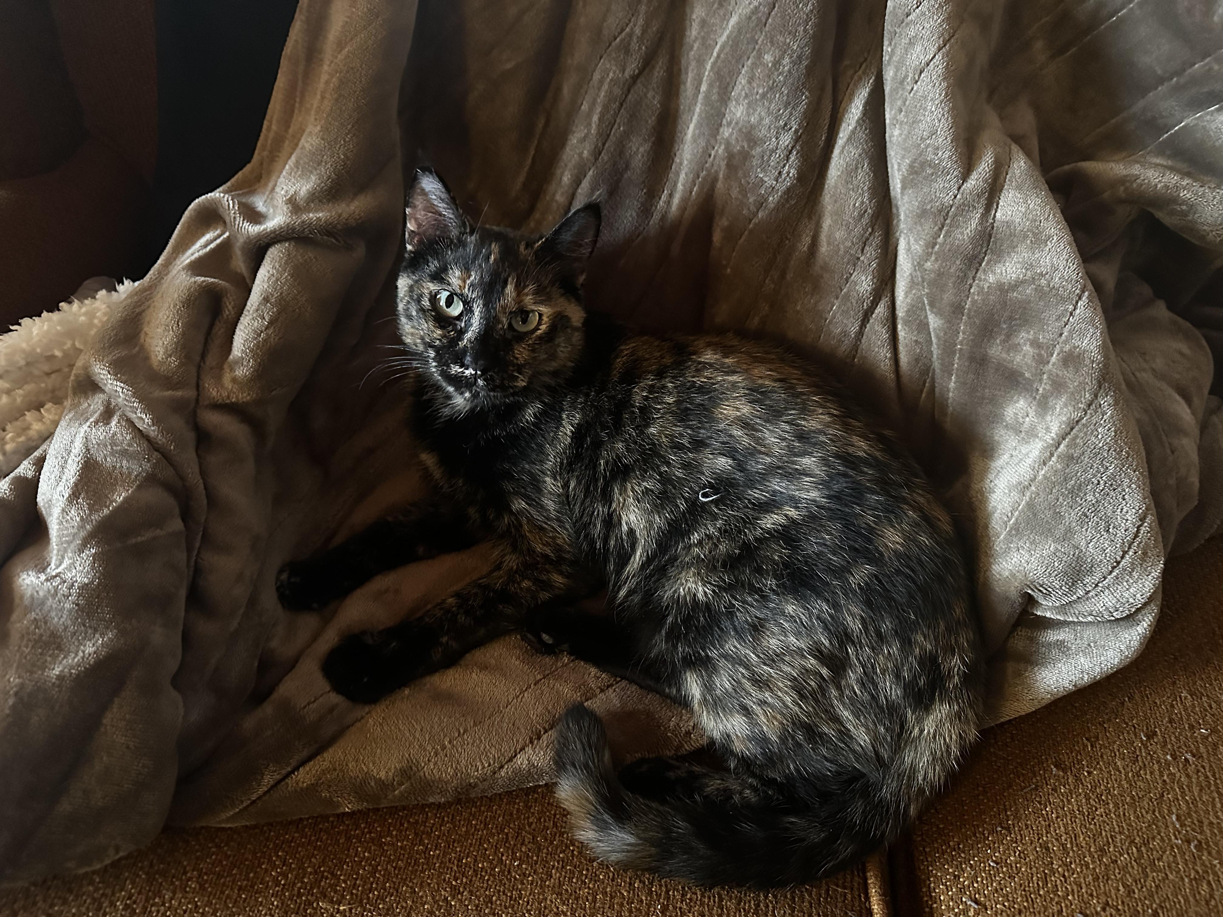 Pippin, Adoptable, Young Female Tortoiseshell.