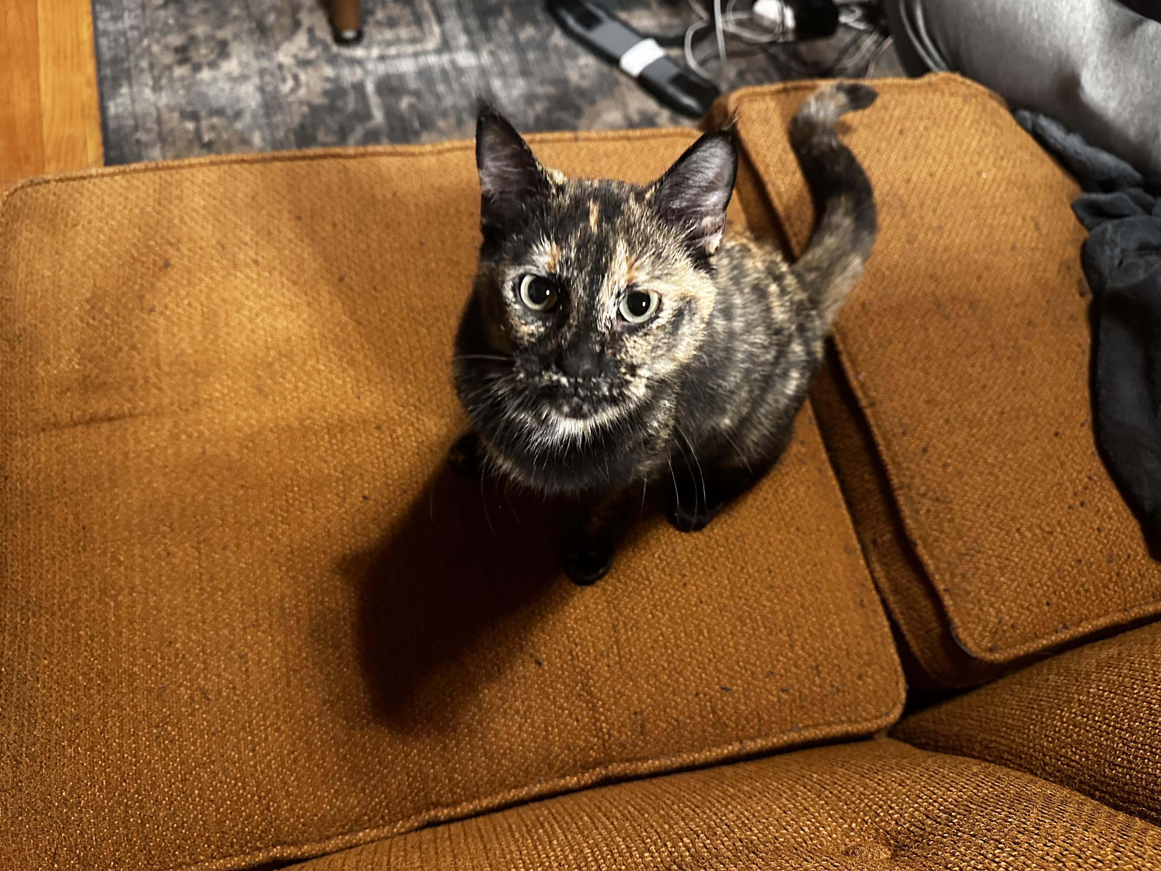 Enlarge Pippin, an adopted Tortoiseshell in West Saint Paul, MN image 2/6