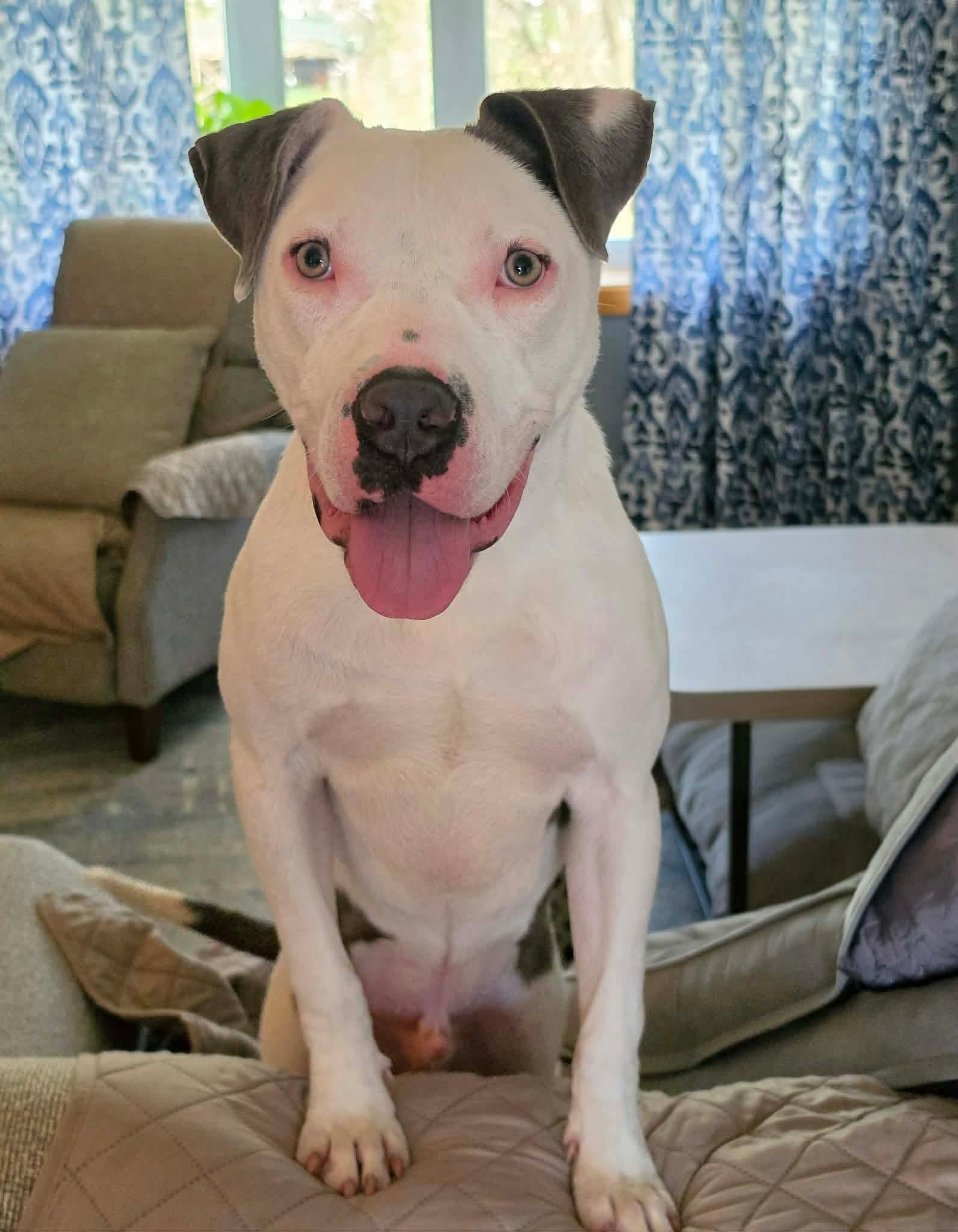 Enlarge Ray, an adopted mixed breed in Highland, NY image 5/6