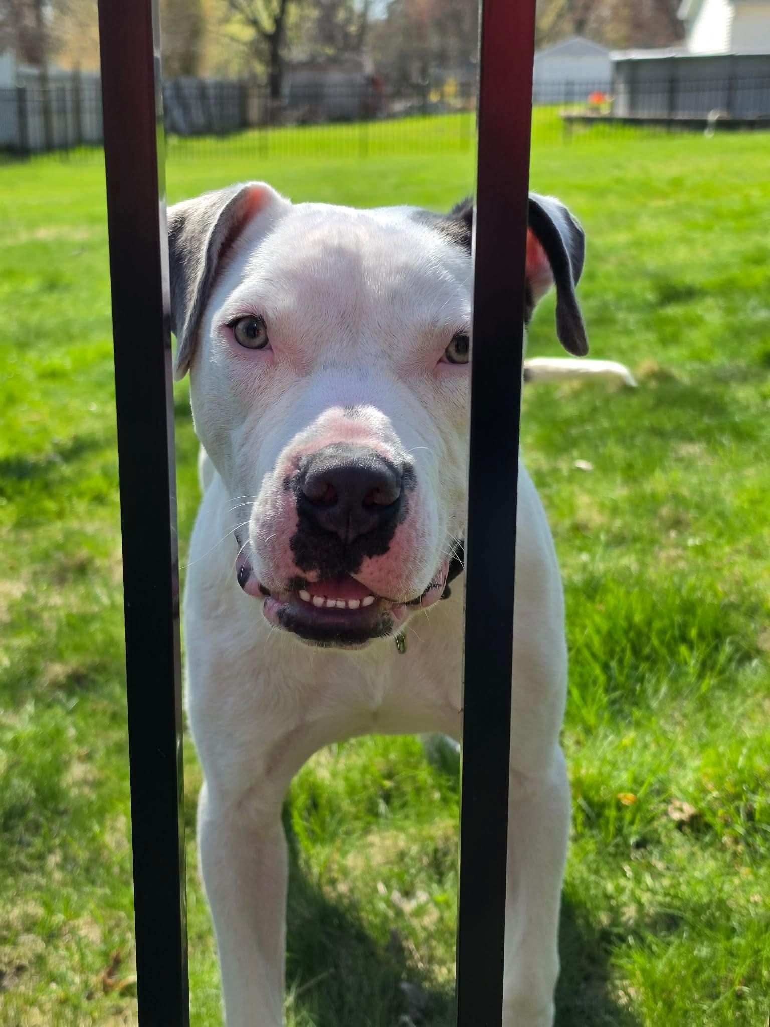 Enlarge Ray, an adopted mixed breed in Highland, NY image 2/6