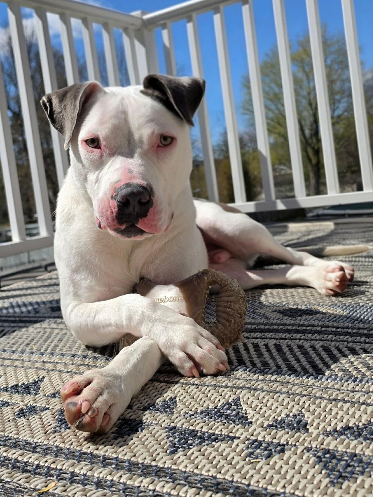 Ray, adopted, Puppy Male Terrier.