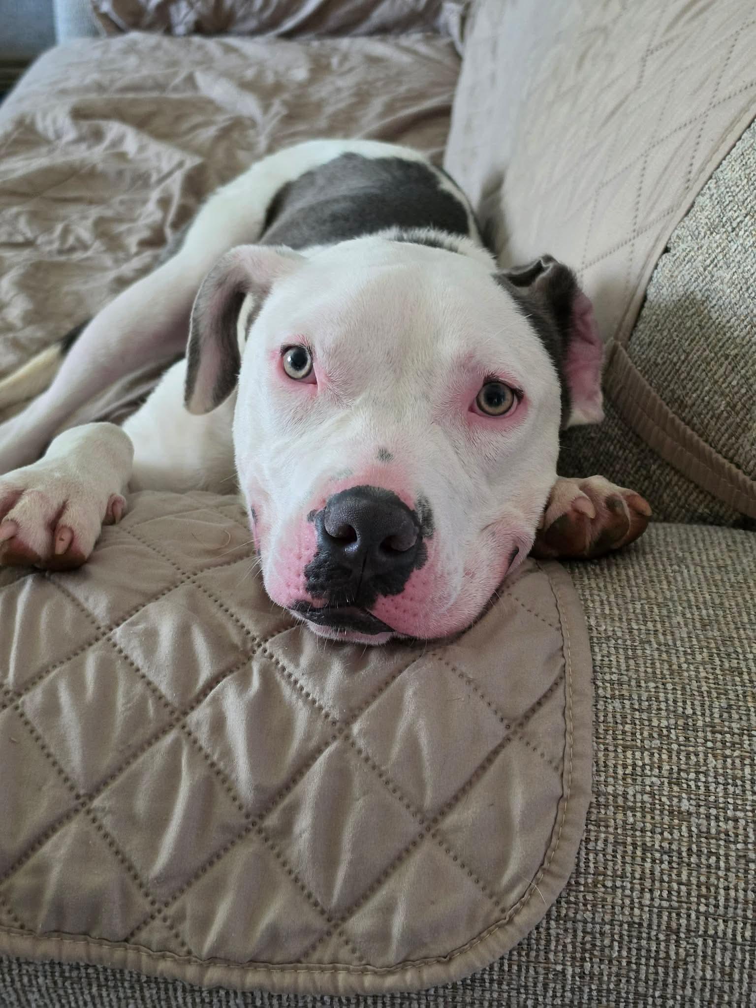 Enlarge Ray, an adopted mixed breed in Highland, NY image 4/6