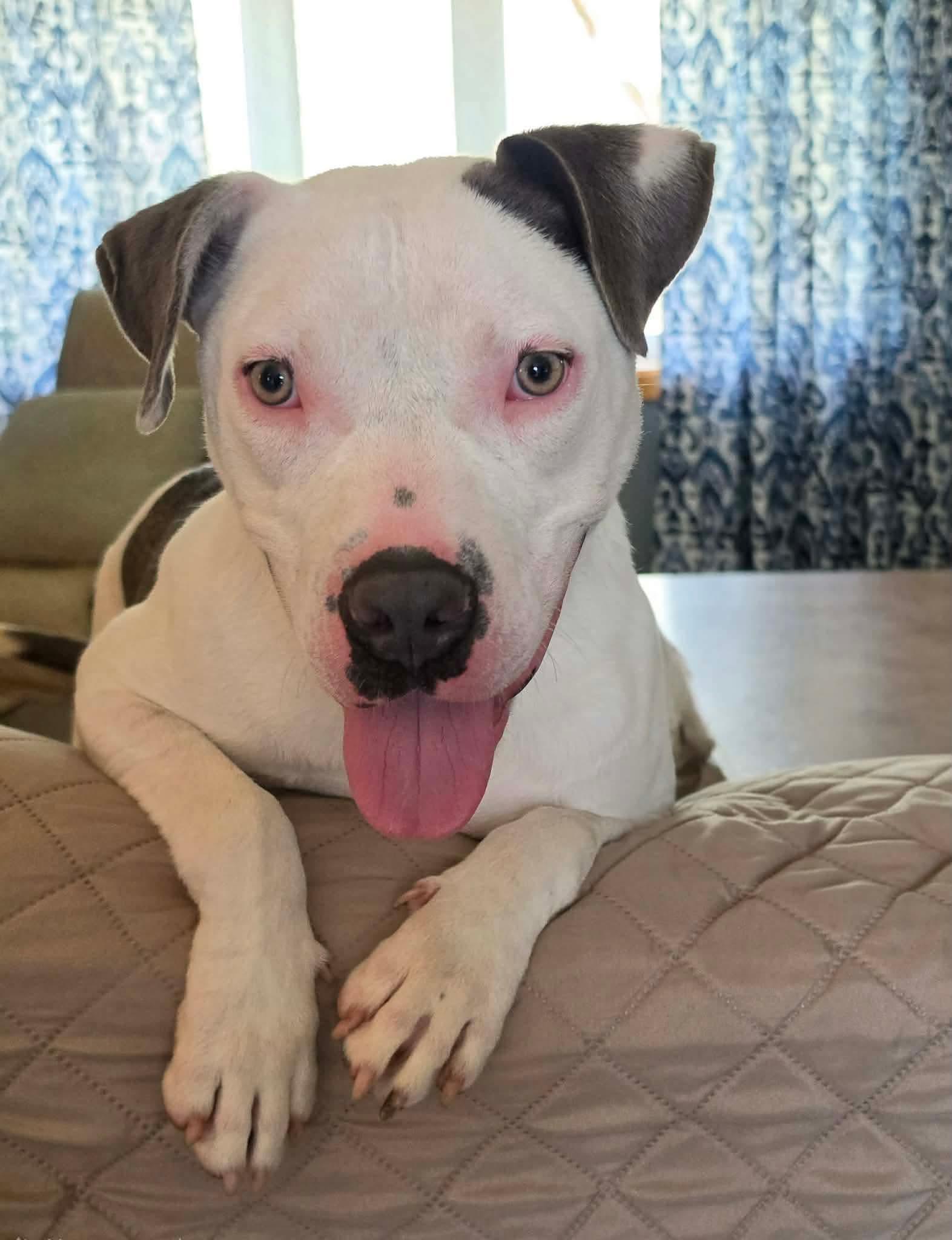Enlarge Ray, an adopted mixed breed in Highland, NY image 3/6