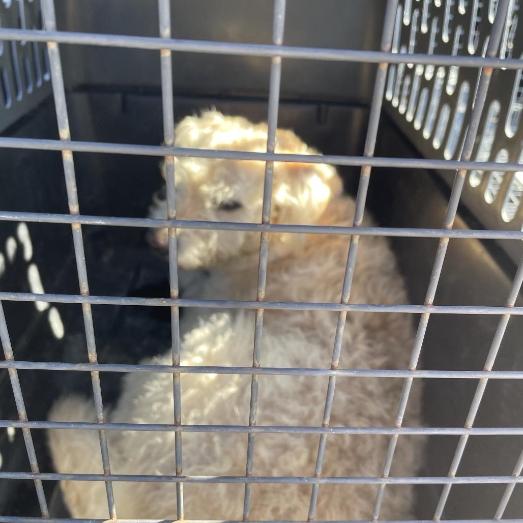 Bear, Adoptable, Adult Male Mixed Breed.