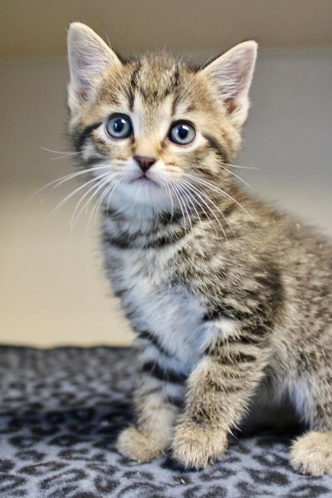 Megan Moroney, Adoptable, Kitten Female Domestic Short Hair.