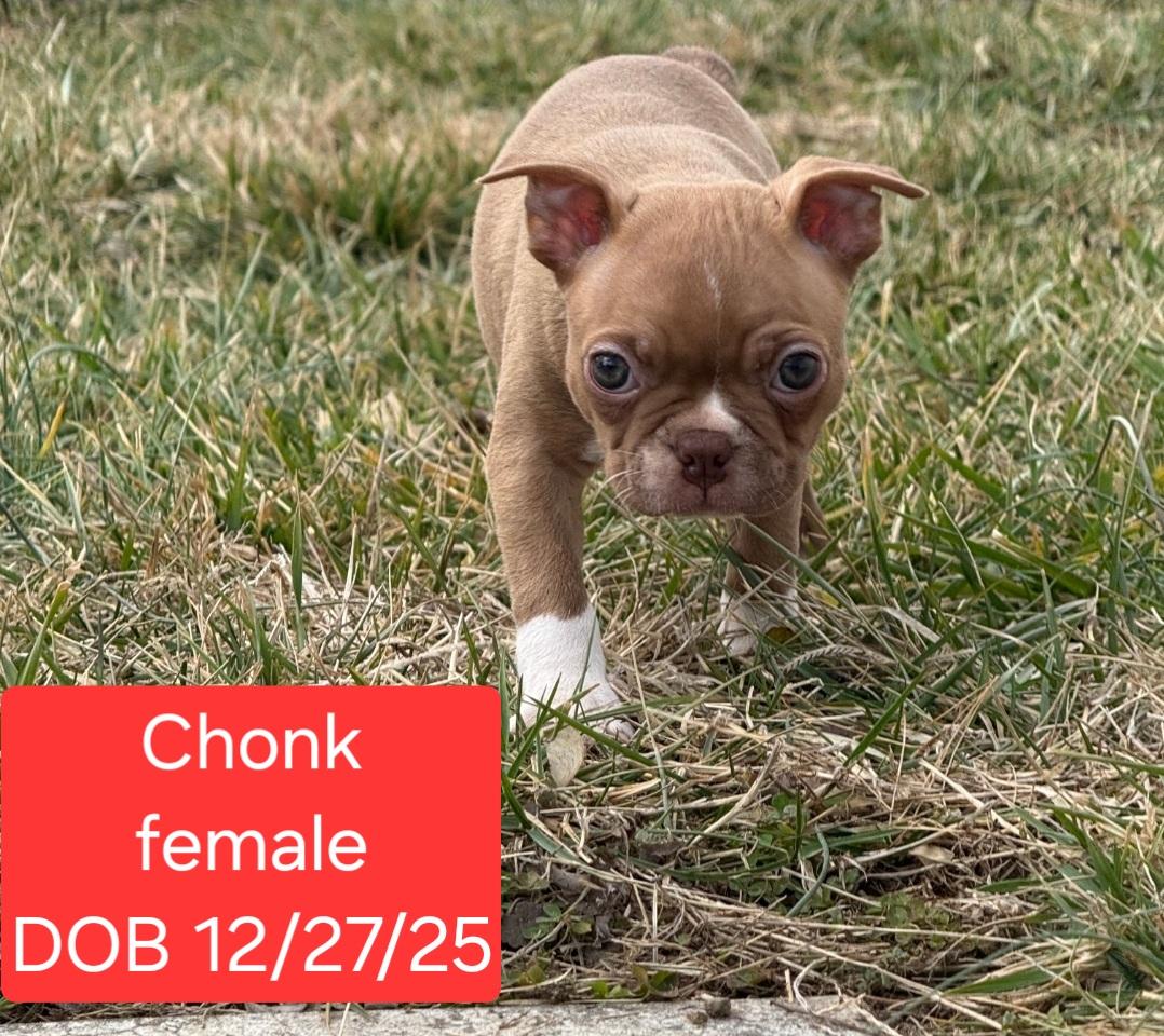 Enlarge Chonk, a Adoptable Boston Terrier in Ross, OH image 1/2