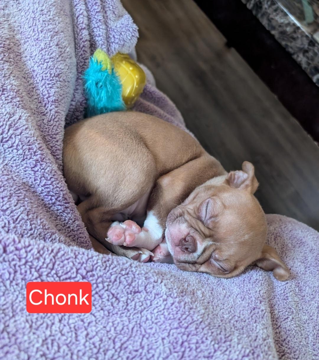 Enlarge Chonk, a Adoptable Boston Terrier in Ross, OH image 2/2