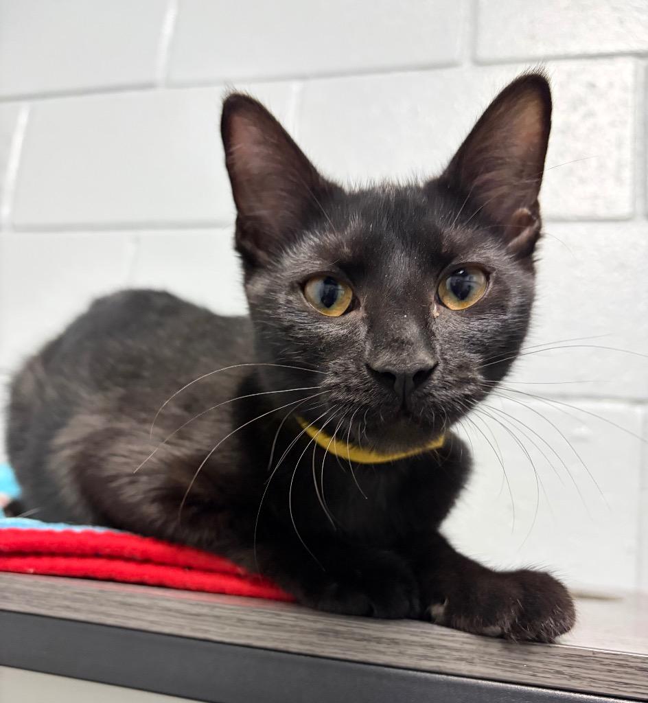 Blinkin, Adoptable, Kitten Female Domestic Short Hair.