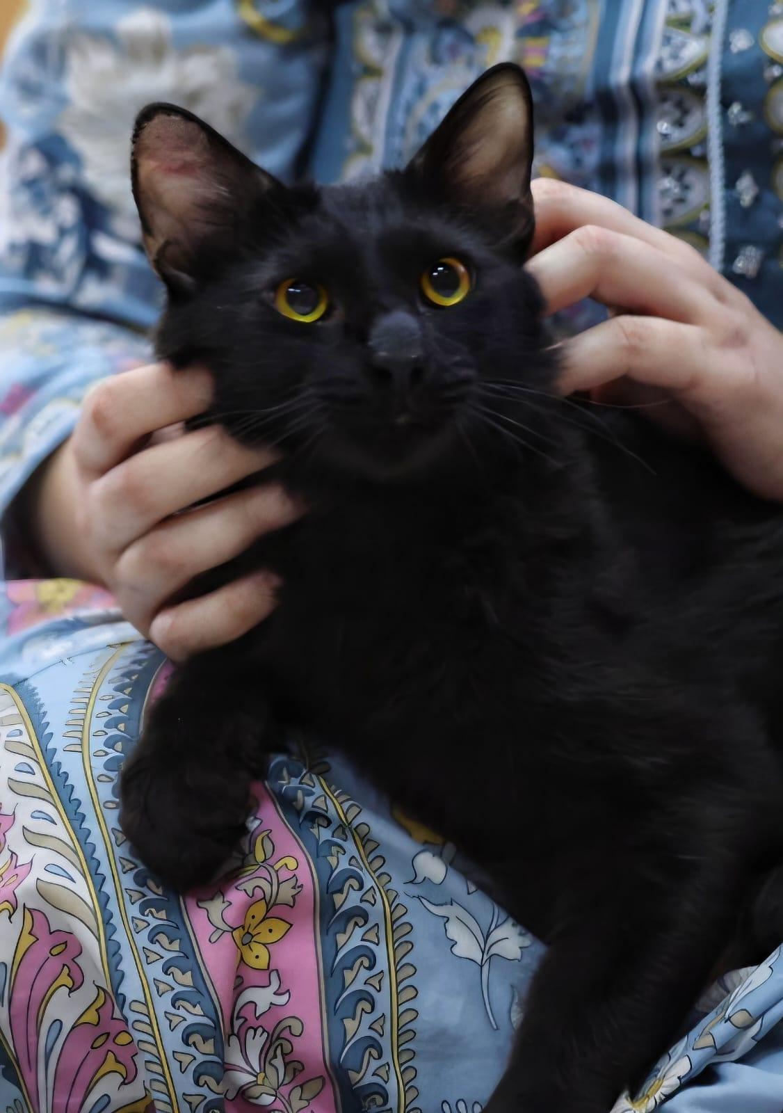 Enlarge Alfred - good with dogs , an adopted Domestic Medium Hair in Fairfax, VA image 5/5