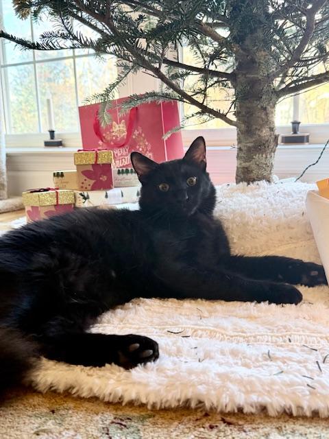 Enlarge Alfred - good with dogs , an adopted Domestic Medium Hair in Fairfax, VA image 2/5