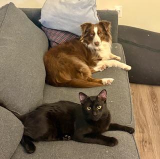 Enlarge Alfred - good with dogs , an adopted Domestic Medium Hair in Fairfax, VA image 1/5