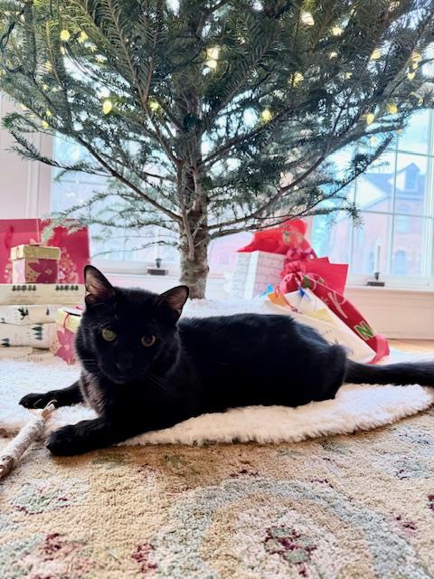 Enlarge Alfred - good with dogs , an adopted Domestic Medium Hair in Fairfax, VA image 3/5