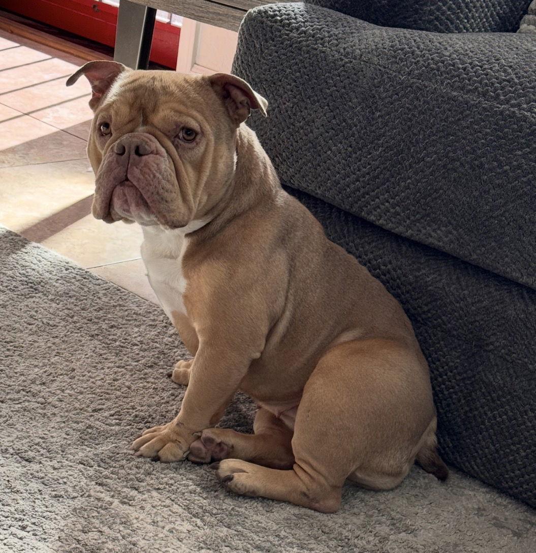 FAITH #3, Adopted, Young Female American Bulldog.