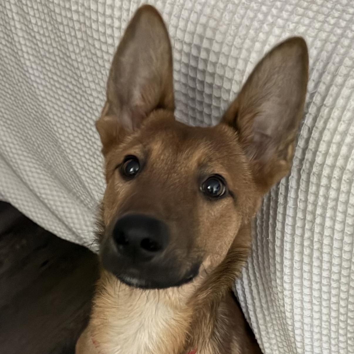 Enlarge Odysseus, a Adoptable mixed breed in San Diego, CA image 3/3