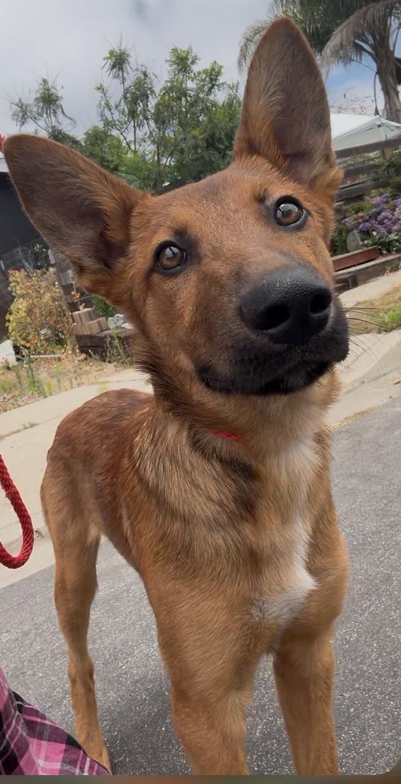 Odysseus, Adoptable, Young Male Shepherd.