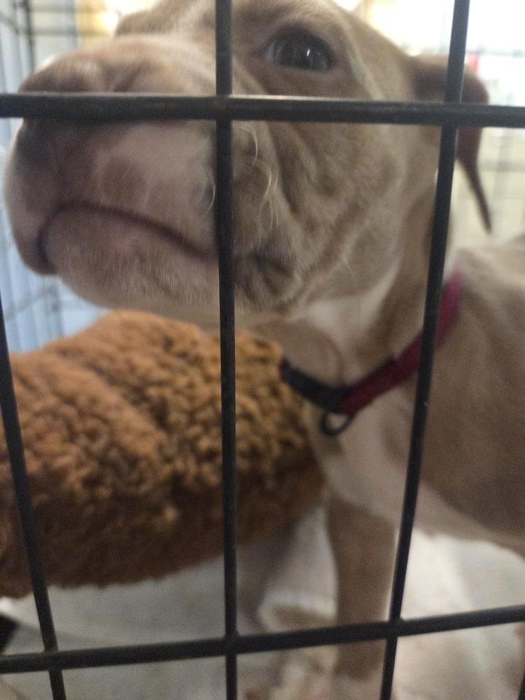 Valentine Truffle, Adopted, Puppy Female Pit Bull Terrier.