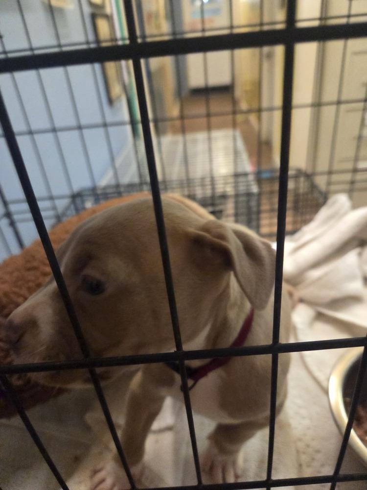 Valentine Truffle, a Adopted Pit Bull Terrier in Evansville, IN image 2/2