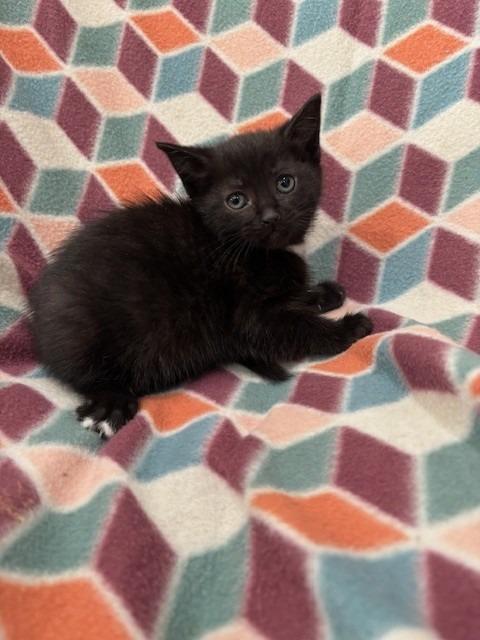 SYLVIE, Adoptable, Kitten Female Domestic Short Hair.