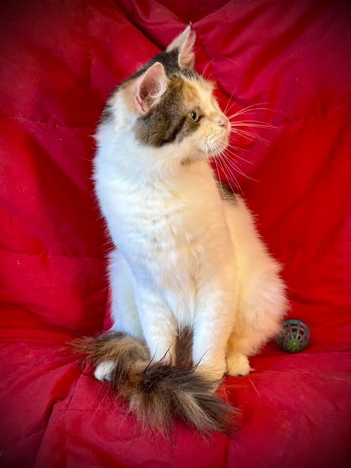 Diane, Adoptable, Adult Female Domestic Medium Hair.