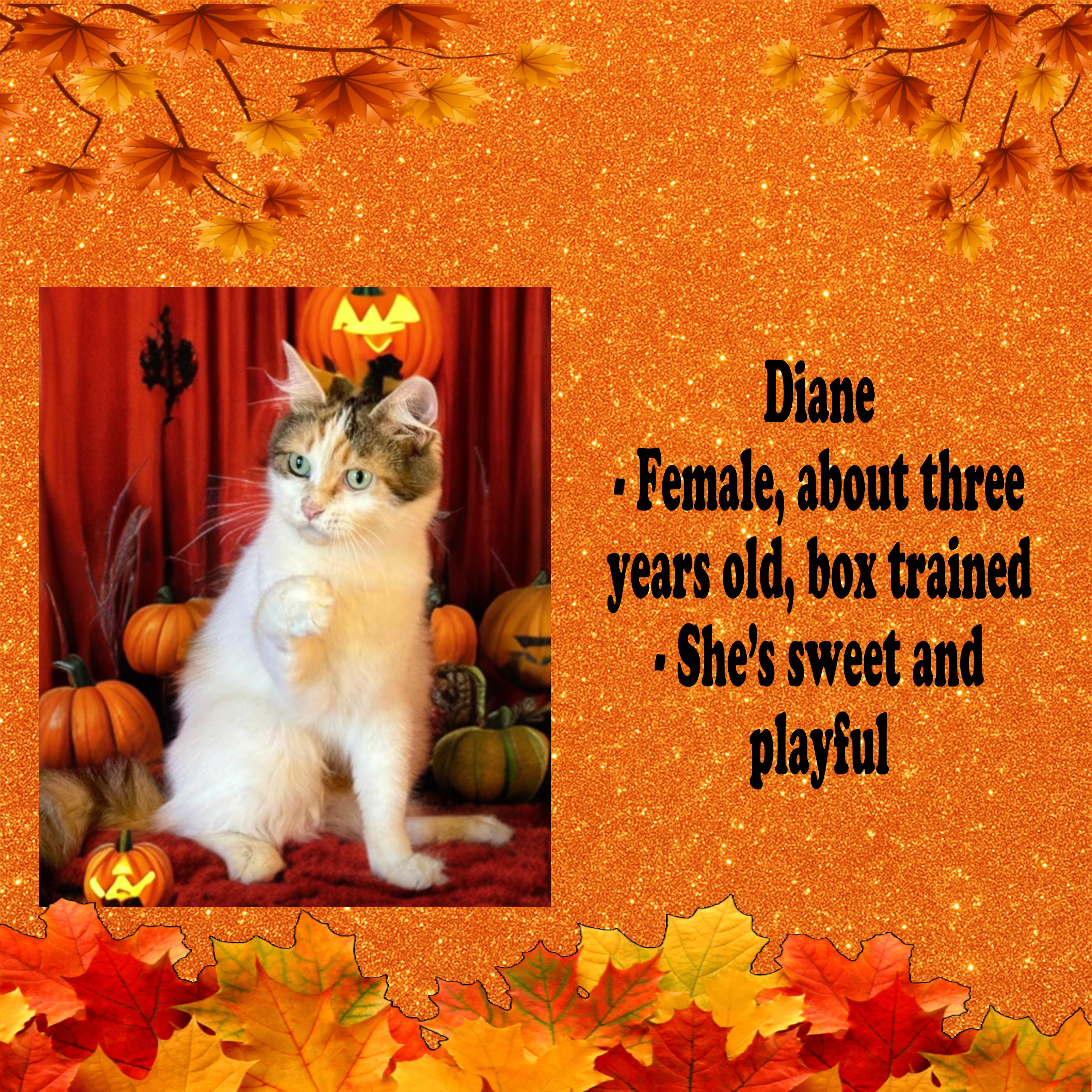 Diane, a Adoptable Domestic Medium Hair in Fresno, CA image 2/3