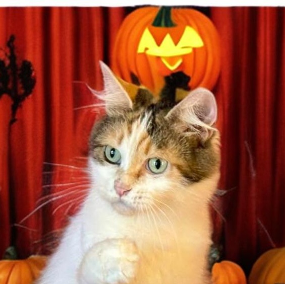 Diane, a Adoptable Domestic Medium Hair in Fresno, CA image 3/3