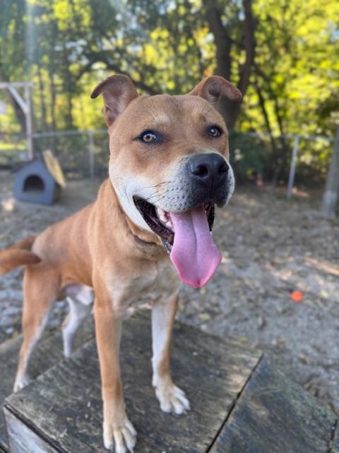 Canelo, Adoptable, Young Male Mastiff & Husky.