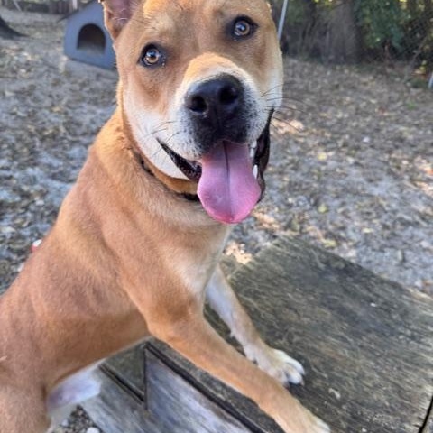 Enlarge Canelo, a Adoptable mixed breed in Shelbyville, IN image 2/3