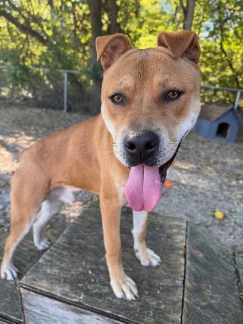 Enlarge Canelo, a Adoptable mixed breed in Shelbyville, IN image 3/3