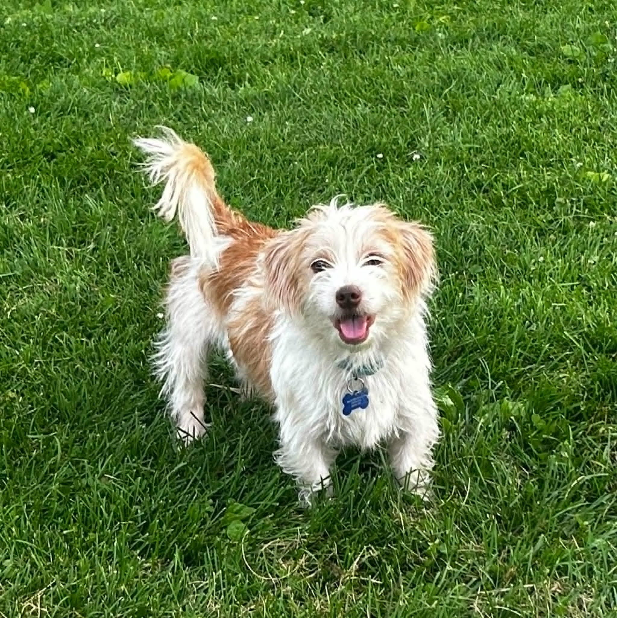 Habanero, adopted, Adult Male Terrier.