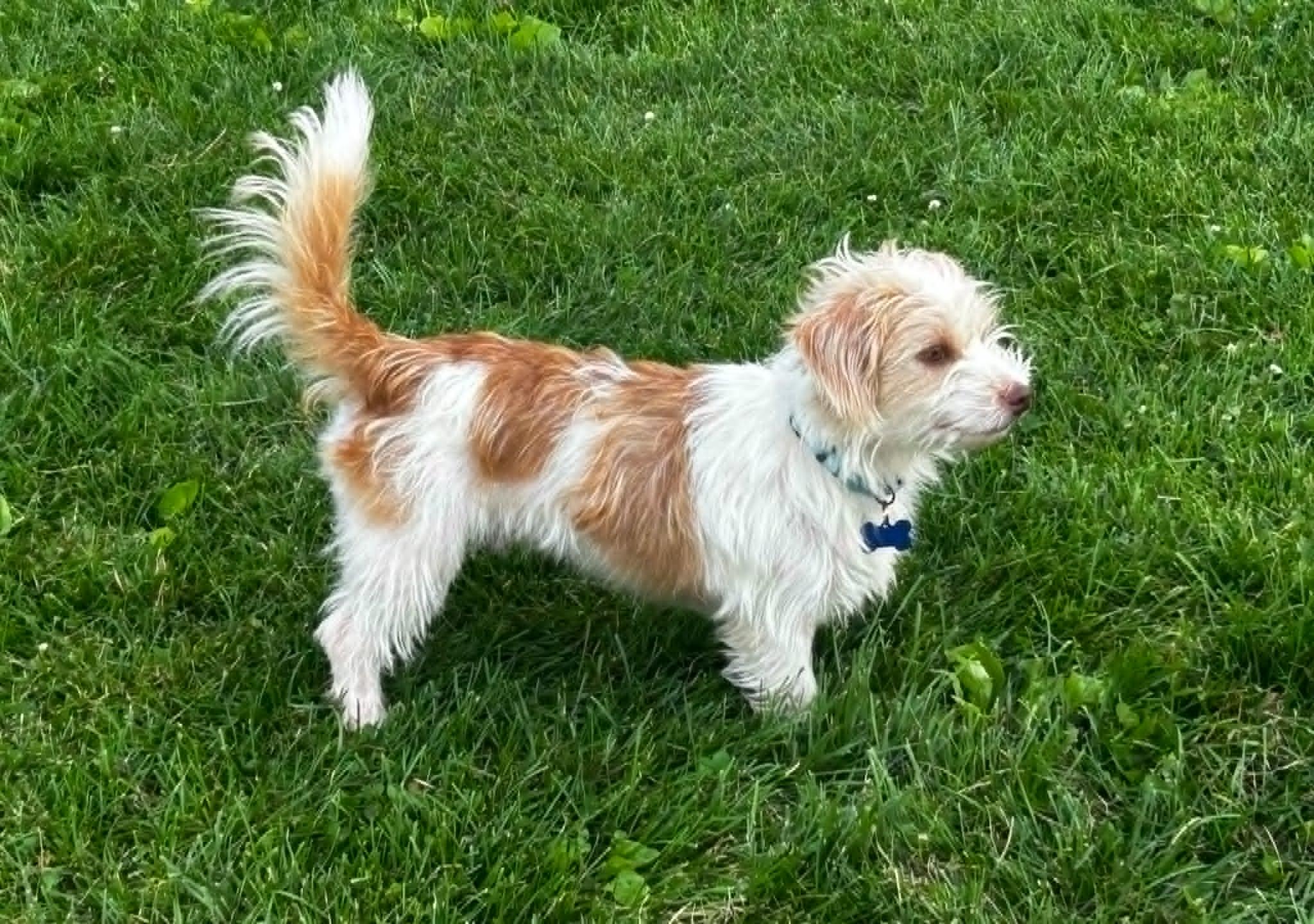 Enlarge Habanero, an adopted Terrier in De Pere, WI image 3/5