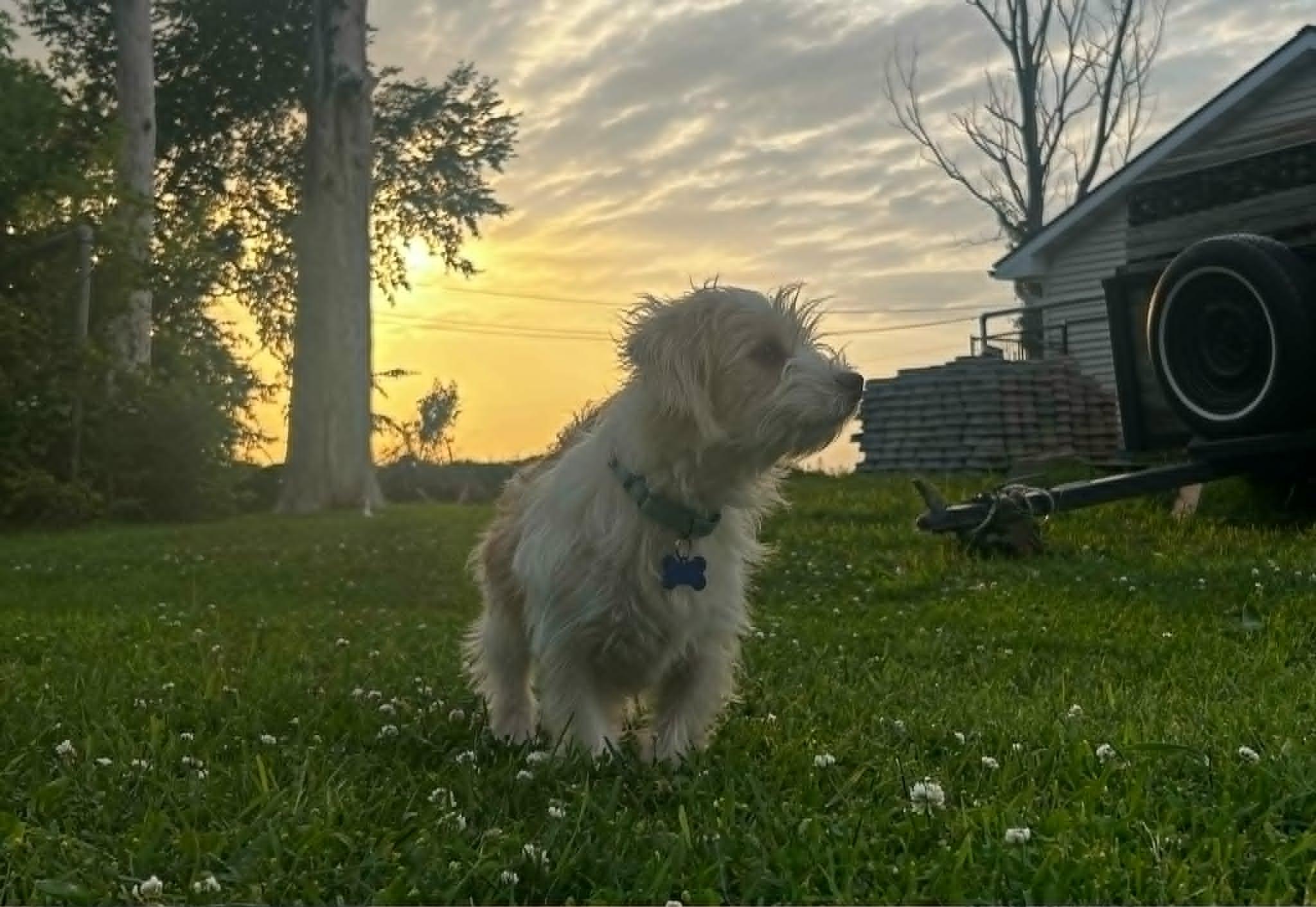 Enlarge Habanero, an adopted Terrier in De Pere, WI image 5/5