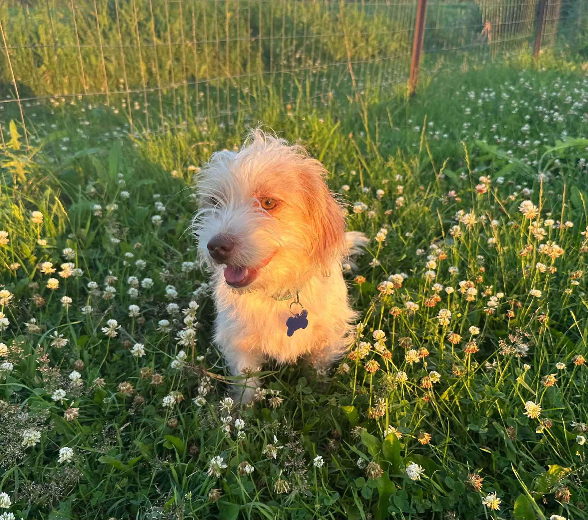 Enlarge Habanero, an adopted Terrier in De Pere, WI image 4/5
