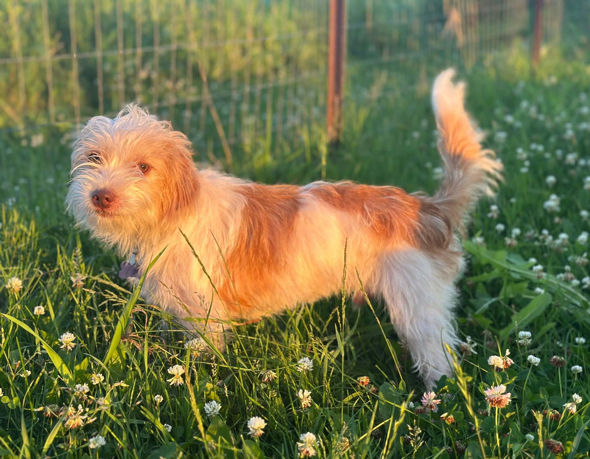 Enlarge Habanero, an adopted Terrier in De Pere, WI image 2/5