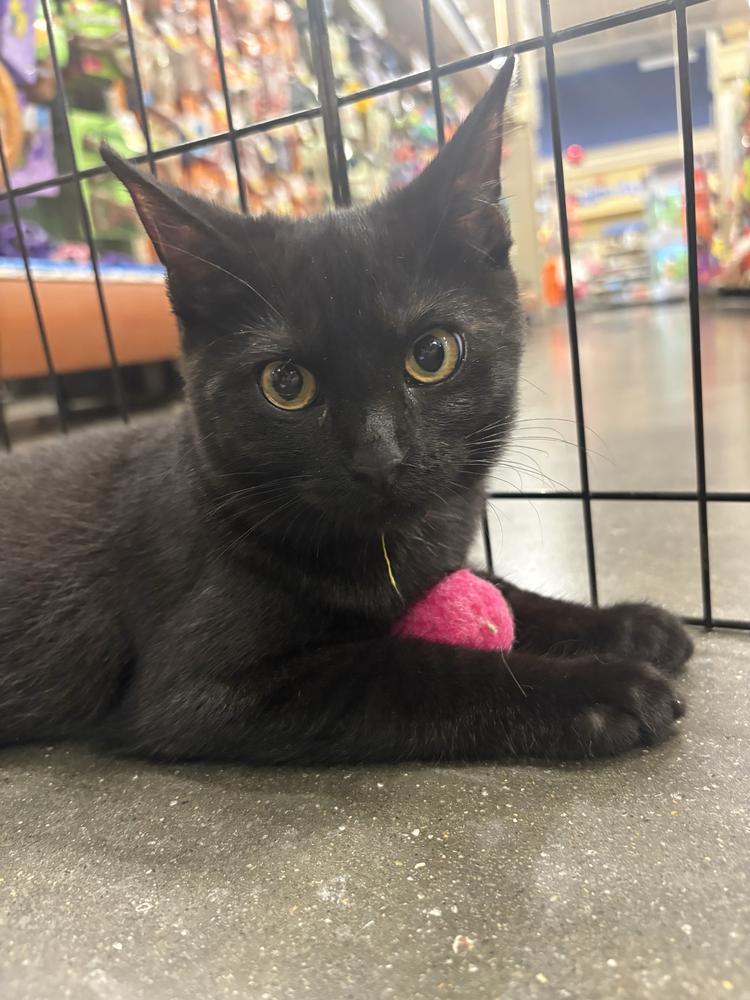Black Beauty, Adoptable, Kitten Female Domestic Short Hair.