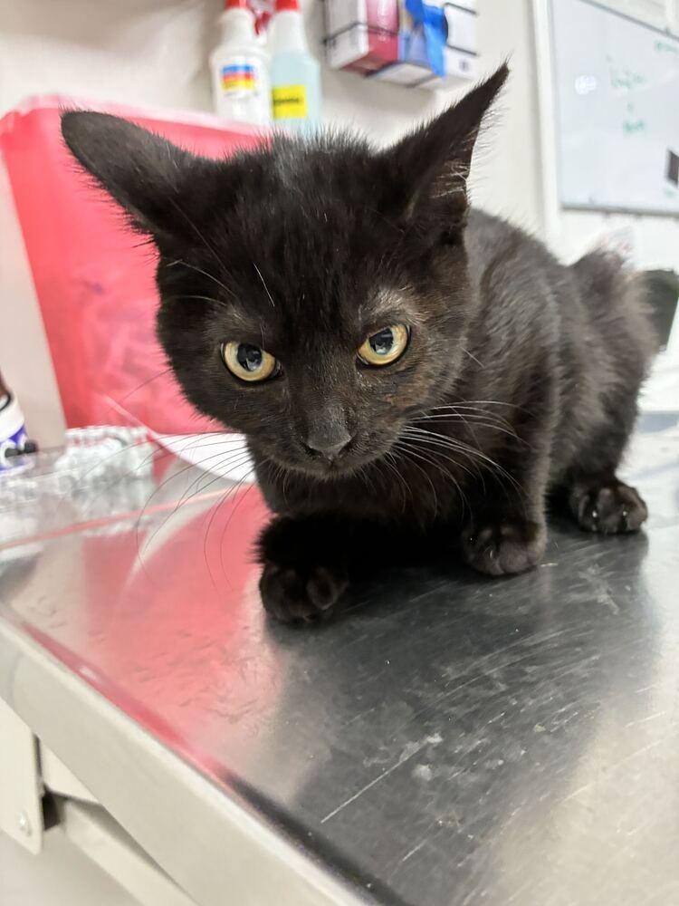 Enlarge Black Beauty, a Adoptable Domestic Short Hair in Marietta, GA image 2/2