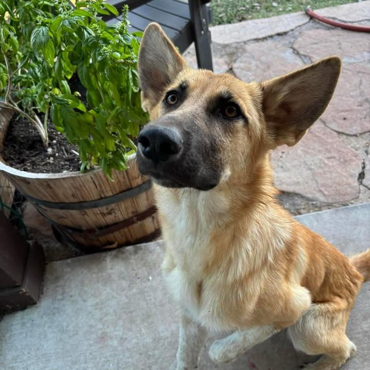 Enlarge Whiskey P47446, a Adoptable mixed breed in Corsicana, TX image 1/4